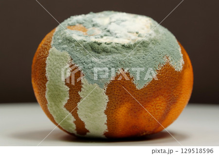 Overripe and rotten mandarin. Rotten tangerine covered with mold Overripe and rotten mandarin. Rotten tangerine covered with mold 129518596