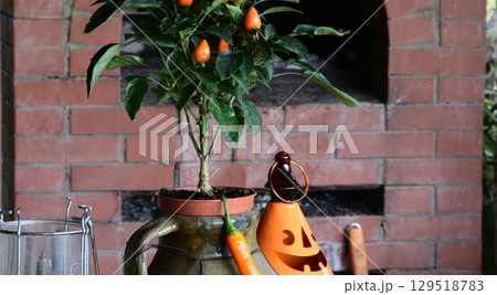 Spicy pepper bush in rustic clay pot at brick fireplace background Spicy pepper bush in rustic clay pot at brick fireplace background 129518783