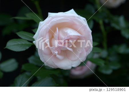 ピエール・ドゥ・ロンサール　バラの花 129518901