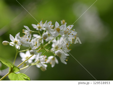 アオコウツギ 129518953