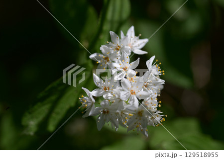 アオコウツギ アオコウツギ 129518955