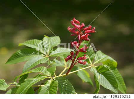 ベニバナトチノキ 129519251