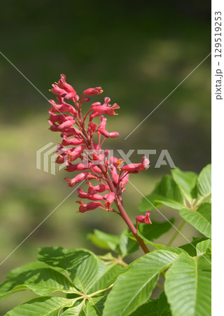 ベニバナトチノキ ベニバナトチノキ 129519253