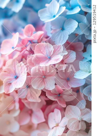 Delicate Pastel Hydrangea Blooms Featuring Beautiful Soft Colors That Are Perfect for Any Elegant Setting or Occasion Delicate Pastel Hydrangea Blooms Featuring Beautiful Soft Colors That Are Perfect for Any Elegant Setting or Occasion 129519412