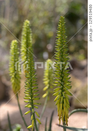 オニノテブクロ 129519480