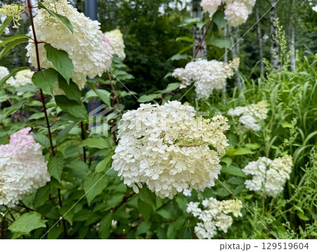 White blooming hydrangea on a summer day in the city park. High quality photo 129519604