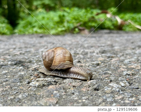a beautiful snail with a shell crawls on asphalt in summer in a city park. High photo a beautiful snail with a shell crawls on asphalt in summer in a city park. High photo 129519606