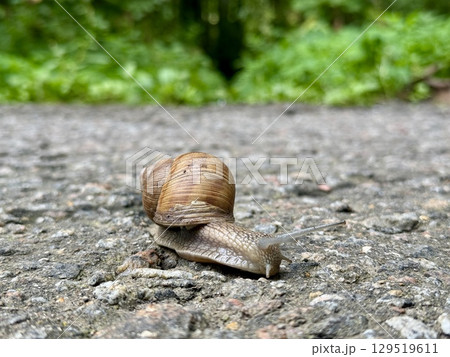 a beautiful snail with a shell crawls on asphalt in summer in a city park. High photo 129519611