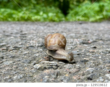 a beautiful snail with a shell crawls on asphalt in summer in a city park. High photo 129519612