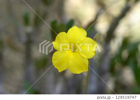 パキポディウム・ロスラーツム 129519747