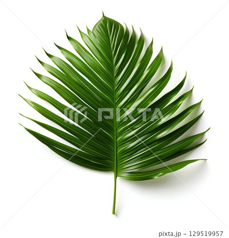 Tropical Essence: Green Palm Branch Leaves Isolated on White Background. Generative ai 129519957