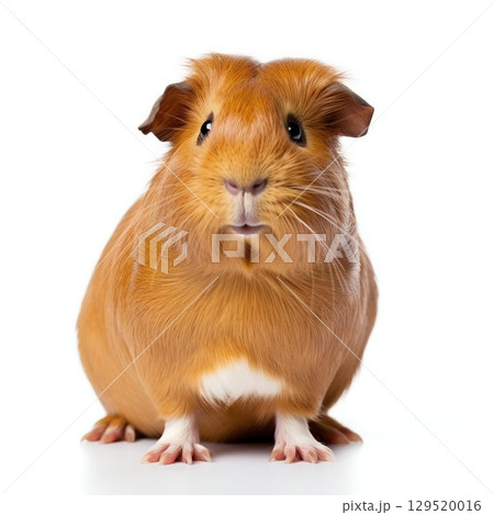 Adorable Fluff: Guinea Pig Isolated on White Background. Generative ai 129520016