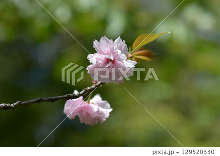 牡丹桜 129520330
