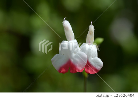 チェリーセージ 129520404