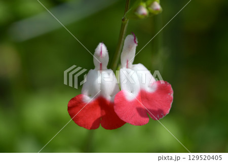 チェリーセージ チェリーセージ 129520405