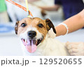 Happy jack russell terrier during professional dog grooming session at pet salon 129520655