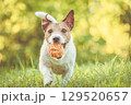 Interactive pet toys and enrichment products: Jack Russell terrier dog playing with colorful rope ball toy in sunny garden 129520657