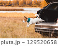 Jack Russell terrier dog jumping from car trunk during autumn road trip adventure with family pet 129520658