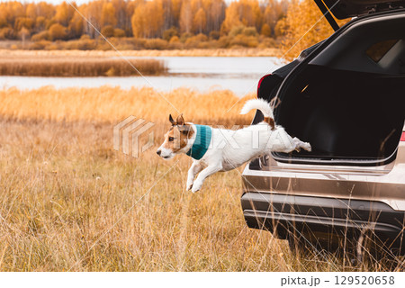 Jack Russell terrier dog jumping from car trunk during autumn road trip adventure with family pet Jack Russell terrier dog jumping from car trunk during autumn road trip adventure with family pet 129520658