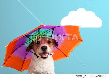 Happy Dog with Colorful Umbrella Hat - Autumn Weather Concept 129520659