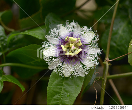 クダモノトケイソウ　パッションフルーツ 129520944