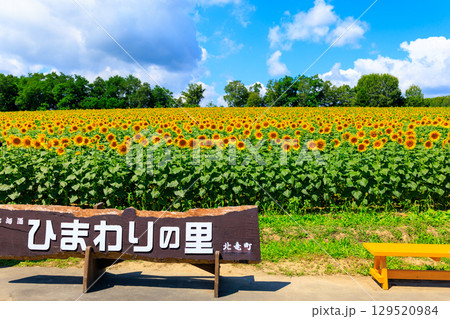 ひまわり 129520984