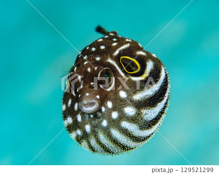 サザナミフグ幼魚 サザナミフグ幼魚 129521299