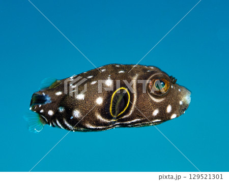 サザナミフグ幼魚 サザナミフグ幼魚 129521301