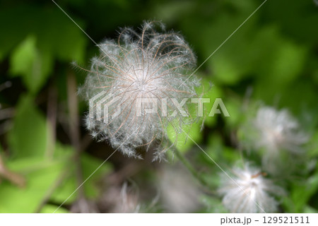 オキナグサ オキナグサ 129521511