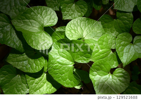 フタバアオイ 129521688