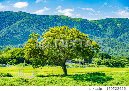 マキノの田園風景　滋賀県高島市 129522426