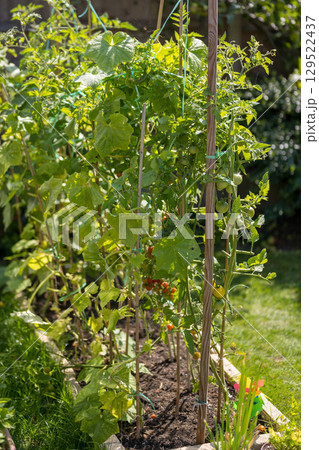 Organic farming, home growing vegetables. Red cherry tomatoes bushes 129522437