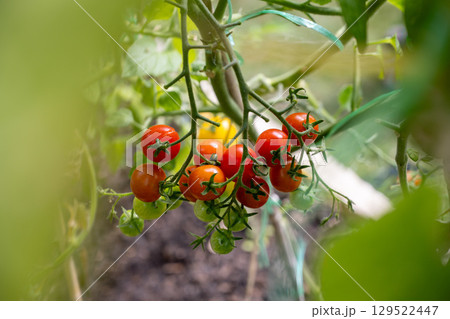 Organic farming, home growing vegetables. Red cherry tomatoes on a branch Organic farming, home growing vegetables. Red cherry tomatoes on a branch 129522447