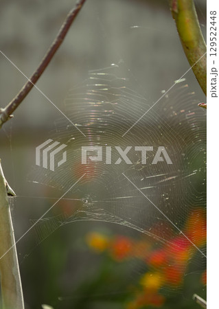 Common garden spider built net. Wet spider web, wet spider net. 129522448