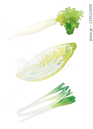 水彩で描かれた冬野菜3種のイラストセット｜大根,白菜,長ネギ,透明水彩,白背景 129522809