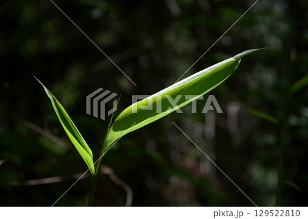 笹の若葉 笹の若葉 129522810