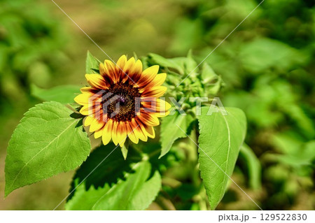 向日葵　HDR 129522830