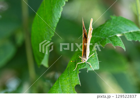 コムラサキ 129522837