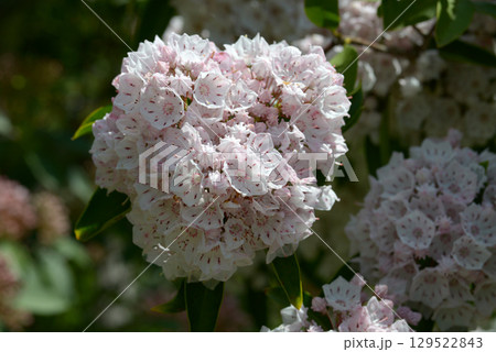 アメリカシャクナゲ アメリカシャクナゲ 129522843