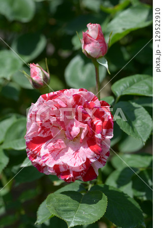 アラベスク　バラの花 129522910