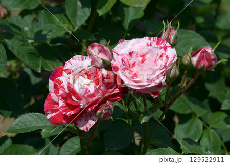 アラベスク　バラの花 129522911