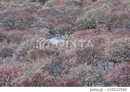 三重県いなべ市農業公園の春を告げる満開の梅林 129522940