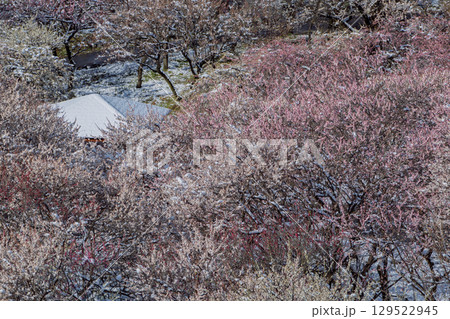 三重県いなべ市農業公園の春を告げる満開の梅林 三重県いなべ市農業公園の春を告げる満開の梅林 129522945