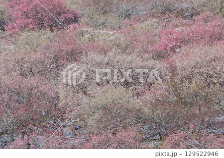 三重県いなべ市農業公園の春を告げる満開の梅林 三重県いなべ市農業公園の春を告げる満開の梅林 129522946