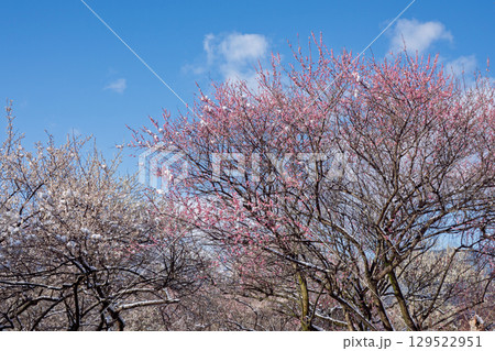 三重県いなべ市農業公園の春を告げる満開の梅林 三重県いなべ市農業公園の春を告げる満開の梅林 129522951