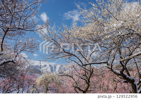 三重県いなべ市農業公園の春を告げる満開の梅林 三重県いなべ市農業公園の春を告げる満開の梅林 129522956