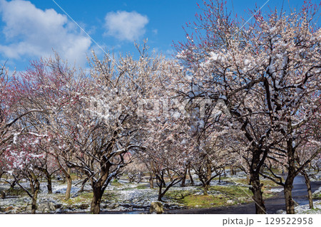 三重県いなべ市農業公園の春を告げる満開の梅林 129522958