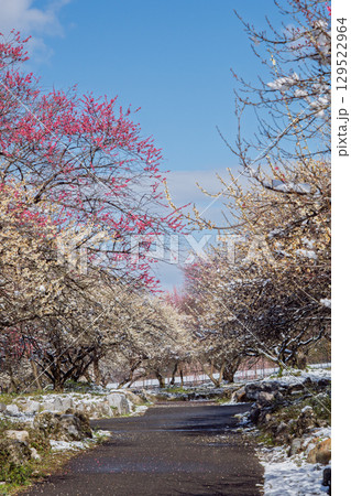 三重県いなべ市農業公園の春を告げる満開の梅林 三重県いなべ市農業公園の春を告げる満開の梅林 129522964