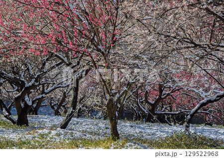 三重県いなべ市農業公園の春を告げる満開の梅林 三重県いなべ市農業公園の春を告げる満開の梅林 129522968