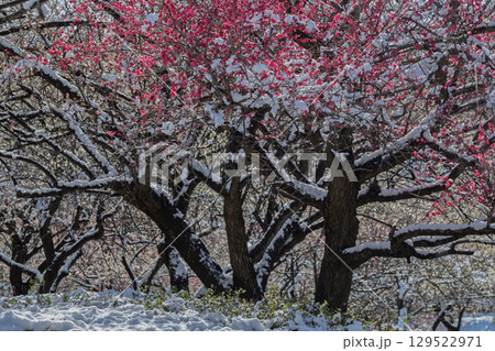 三重県いなべ市農業公園の春を告げる満開の梅林 三重県いなべ市農業公園の春を告げる満開の梅林 129522971